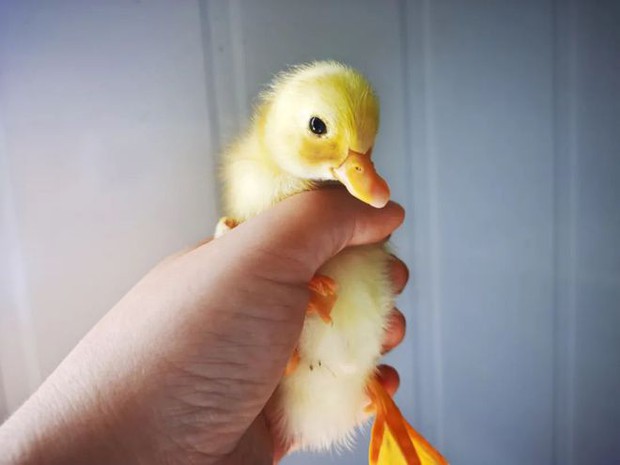 Trào lưu nuôi vịt gọi - Call Duck: Thú vui của đại gia, chấp nhận mùi hôi, tiếng kêu đinh tai vì chúng quá dễ thương - Ảnh 5.