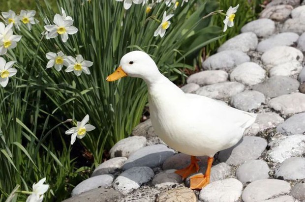 The trend of raising call ducks - Call Duck: The entertainment of the giants, accepting the bad smell, the deafening noises because they are too cute - Photo 6.