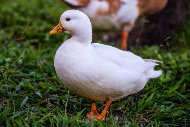 The trend of raising call ducks - Call Duck: The rich man's hobby, accepting the bad smell, the deafening sound because they are too cute - Photo 7.