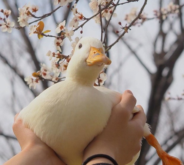 The trend of raising call ducks - Call Duck: The rich man's hobby, accepting the bad smell, the deafening sound because they are too cute - Photo 8.