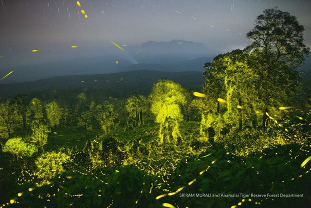 Tận mắt chứng kiến cơn mưa đom đóm thắp sáng rực khu bảo tồn về đêm, nhiếp ảnh gia ghi lại khoảnh khắc khiến dân tình mãn nhãn - Ảnh 2.
