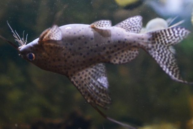 Cá trê bơi ngửa -  loài cá độc đáo tới mức được người Ai Cập dùng hình ảnh làm bùa may mắn - Ảnh 2.