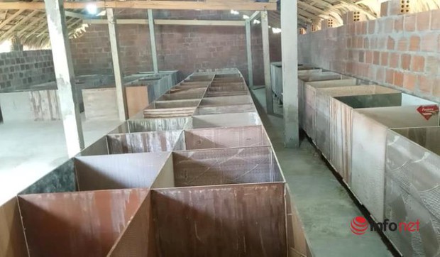 Đi chơi gặp loài vật đặc biệt, chàng trai bỏ việc để đầu tư, thu về 400 triệu mỗi năm - Ảnh 6.