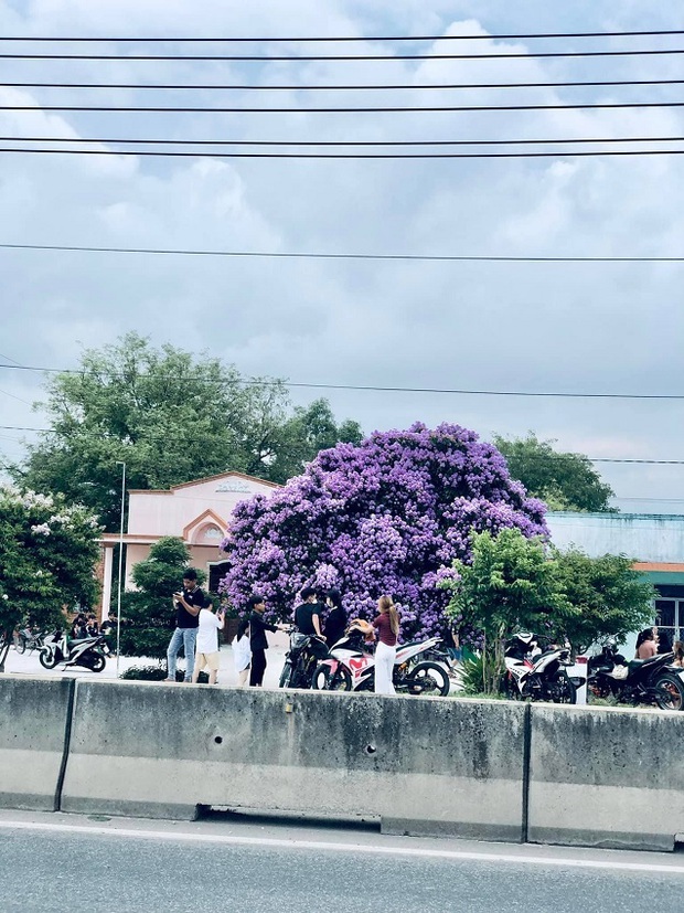 Cây bằng lăng nổi tiếng nhất Bình Thuận khiến dân mạng trầm trồ rủ nhau tới check-in - Ảnh 11.