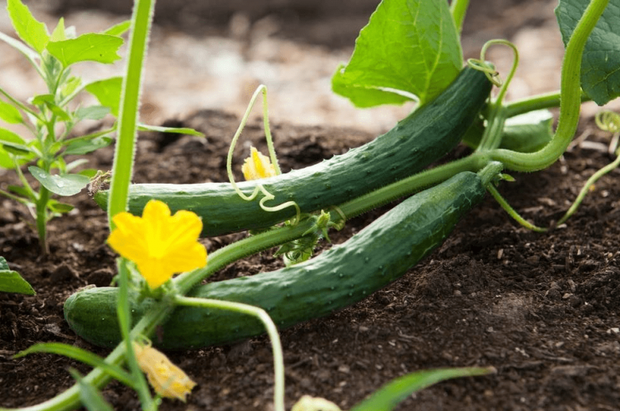 Buy cucumber, choose what shape is delicious? - Photo 1.