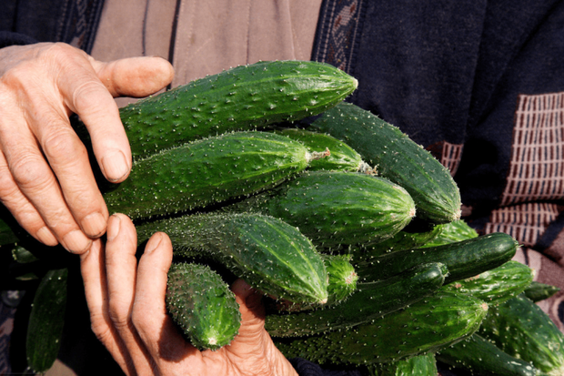 Buy cucumber, choose what shape is delicious? - Photo 2.