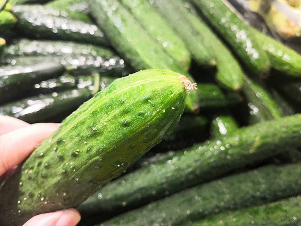 Buy cucumber, choose what shape is delicious? - Photo 3.