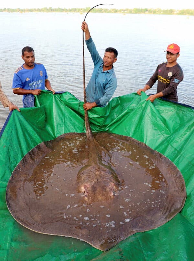 Quái vật biển khổng lồ nặng gần 200kg xuất hiện ở sông Mekong, dấy lên nhiều hiểm họa đáng lo ngại - Ảnh 4.