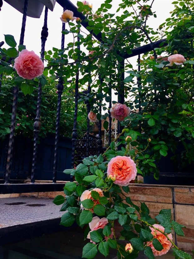 Khu vườn sân thượng độc đáo với tầng trên là hoa hồng rực rỡ, tầng dưới muôn hoa đua nở 4 mùa - Ảnh 17.