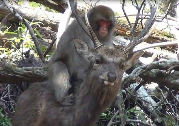 Bất ngờ, giờ đây loài khỉ Nhật Bản đã biết cưỡi hươu! - Ảnh 1.