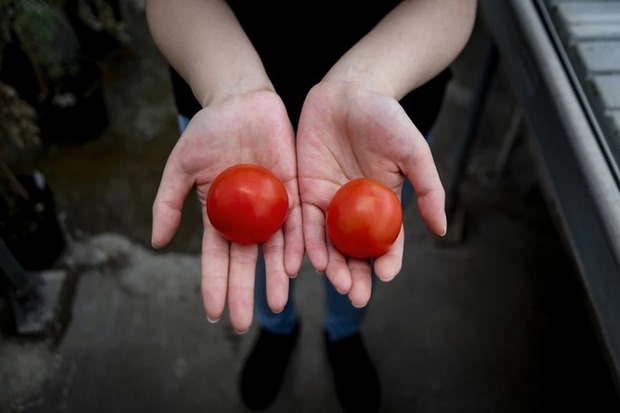 Thứ quả bé hơn lòng bàn tay trông quá bình thường nhưng được gọi là siêu cà chua, sự thật ẩn bên trong càng kinh ngạc - Ảnh 2.
