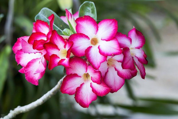 5 loại hoa không sợ nắng đặc biệt thích hợp trồng ngoài ban công hay sân thượng - Ảnh 7.
