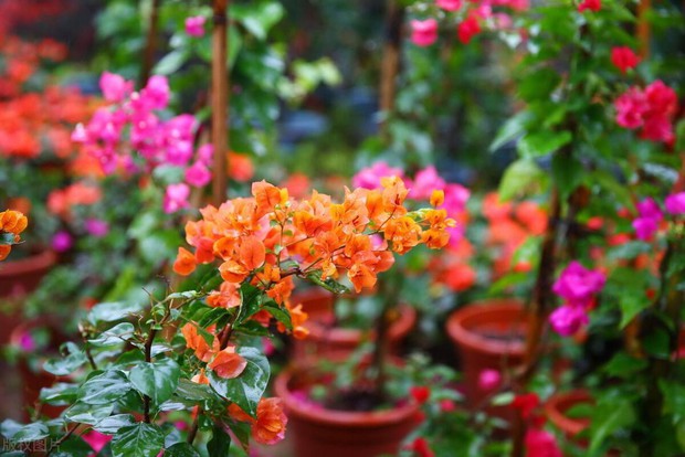5 loại hoa không sợ nắng đặc biệt thích hợp trồng ngoài ban công hay sân thượng - Ảnh 10.