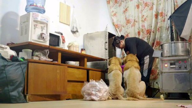 Cô gái sống lang bạt chấp nhận chuyển nhà 21 lần vì nuôi 2 chú chó, và những câu chuyện chan nước mắt lẫn tiếng cười - Ảnh 10.