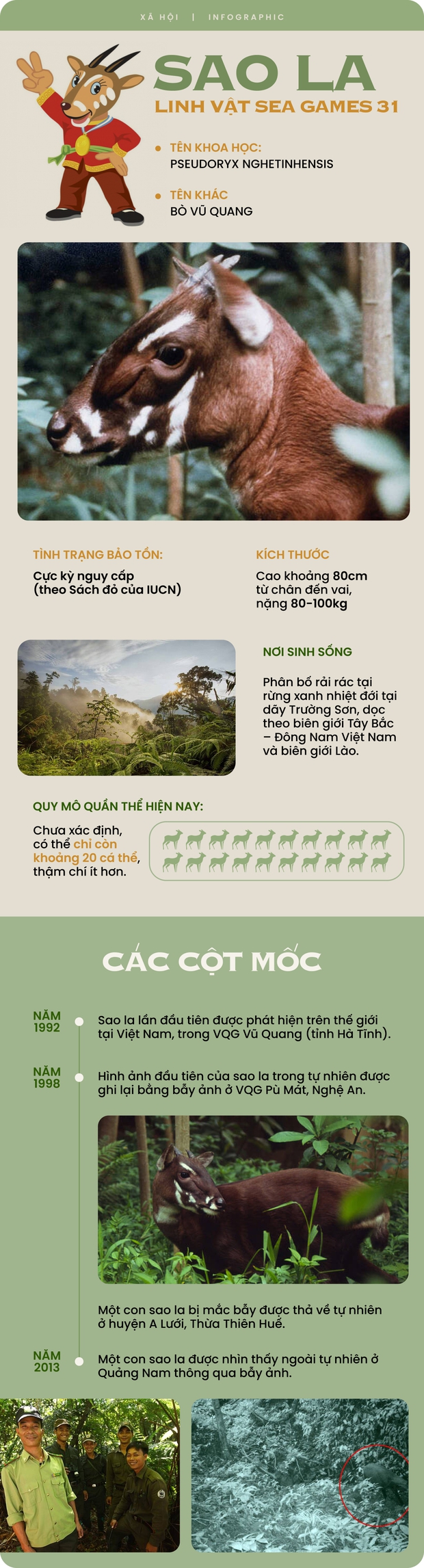 Hiệu ứng tích cực của sao la sau SEA Games 31: Sẽ có nhiều người nhận thức được tại sao phải bảo tồn khẩn cấp loài thú này - Ảnh 6. Hiệu ứng tích cực của sao la sau SEA Games 31: Sẽ có nhiều người nhận thức được tại sao phải bảo tồn khẩn cấp loài thú này - Ảnh 6.