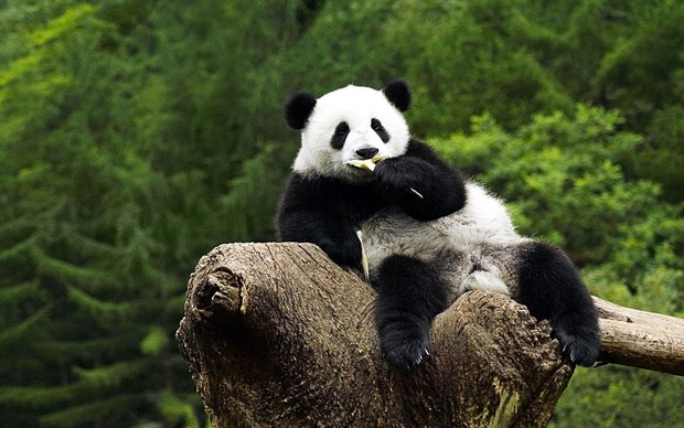 7 interesting facts about lovely pandas, the last one is sure to surprise everyone - Photo 1.