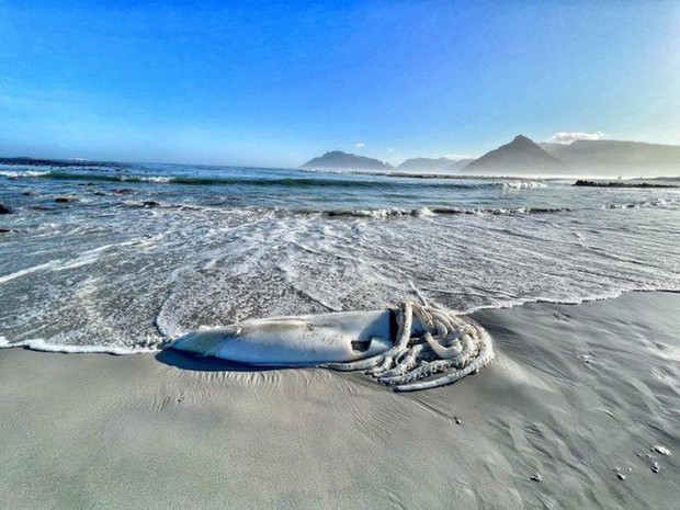 Cảnh tượng hiếm thấy, xác mực khổng lồ hơn 3m trôi dạt trên bãi biển Nam Phi - Ảnh 2.
