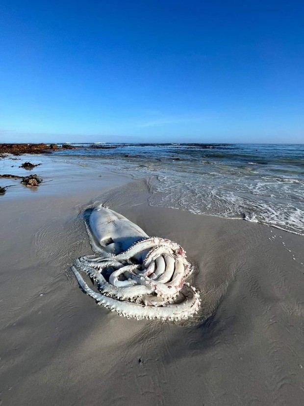 Cảnh tượng hiếm thấy, xác mực khổng lồ hơn 3m trôi dạt trên bãi biển Nam Phi - Ảnh 3.