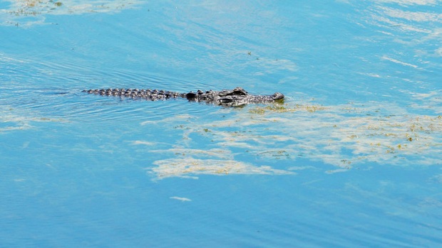 Mỹ: Người đàn ông chết trong hồ đầy cá sấu khi... tìm kiếm đĩa bay - Ảnh 1.