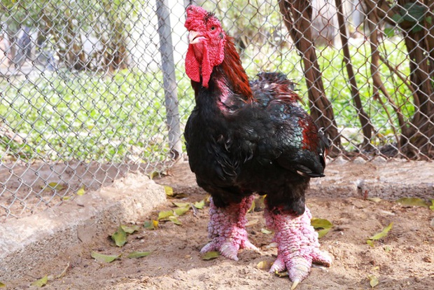 Việt Nam sở hữu giống gà đặc hữu, quý hiếm; dân mạng Trung Quốc ví với Xích cước đại tiên - Ảnh 1.