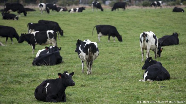 New Zealand đánh thuế ợ hơi từ bò và cừu nhằm cắt giảm khí methane gây hiệu ứng nhà kính - Ảnh 1.