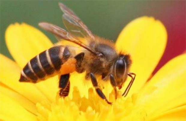 Mật ong tốt cho sức khỏe nhưng vẫn có rủi ro, cần lưu ý khi dùng - Ảnh 3.