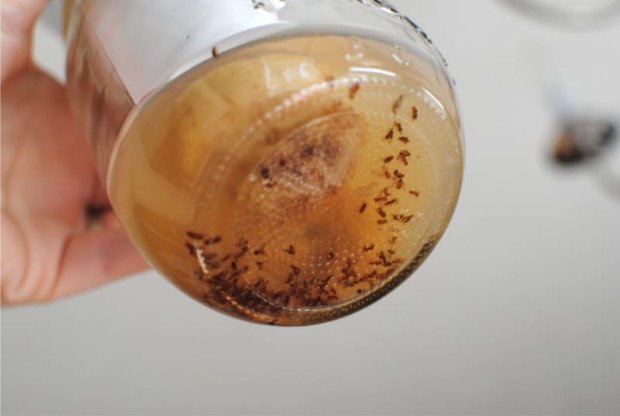 Nhà bếp của bạn sẽ sạch bóng ruồi muỗi với cách làm cực đơn giản dưới đây - Ảnh 3.
