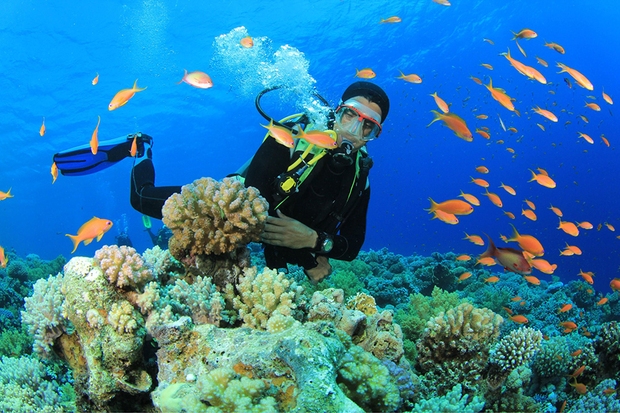 Những rạn san hô tuyệt đẹp ở các vùng biển Việt Nam đứng trước nguy cơ suy giảm hàng loạt, nhiều nơi đã phải lên kế hoạch để giải cứu - Ảnh 3.