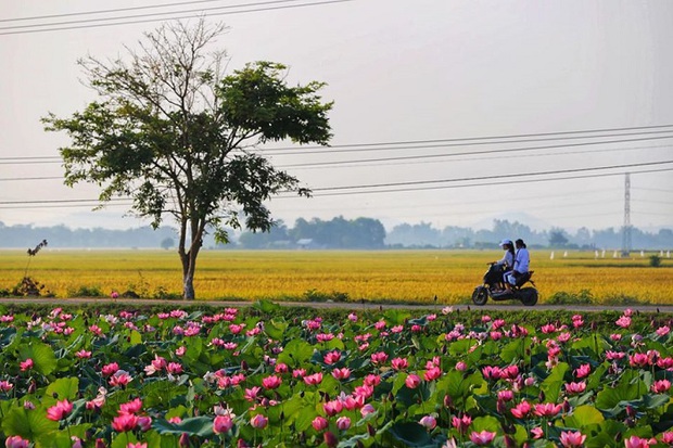 Nếu đến 3 nơi này nhất định không nên bỏ qua việc ghé thăm các hồ sen được cho là đẹp nhất cả nước! - Ảnh 1.