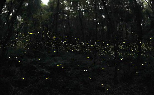 Lạc vào khu rừng đom đóm kỳ ảo ở Hàn Quốc, đặc biệt nhất là hiện tượng chỉ xuất hiện cuối tháng 6 - Ảnh 11.