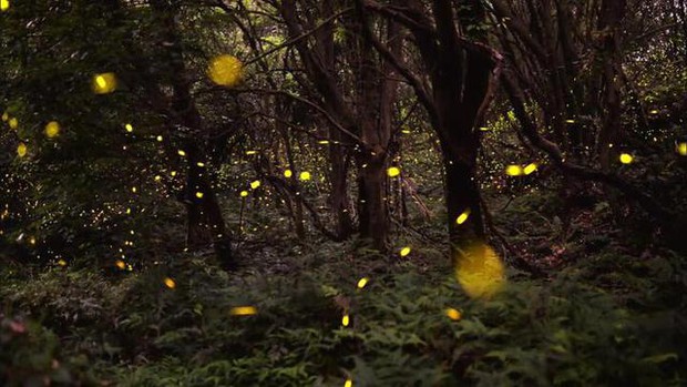 Lạc vào khu rừng đom đóm kỳ ảo ở Hàn Quốc, đặc biệt nhất là hiện tượng chỉ xuất hiện cuối tháng 6 - Ảnh 12.