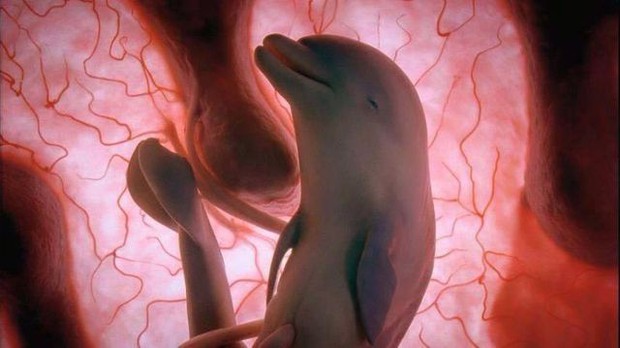 Những bức ảnh siêu âm 4D sắc nét hiếm hoi về cảnh tượng động vật khi còn ở trong bụng mẹ - Ảnh 10.