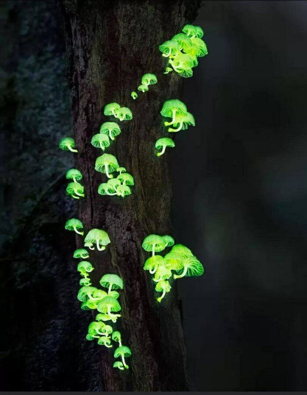 16 hình ảnh thiên nhiên mãn nhãn, chứng minh trái đất luôn ẩn chứa nhiều điều bất ngờ Magnificent-creepy-miracles-from-natural-world-62948d67c9bb3-png700-16543478374611650787740