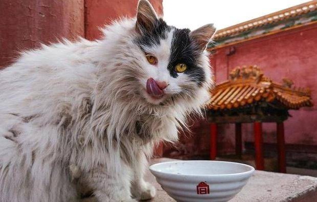 Linh vật sống của Cố cung - mèo Hoàng gia Trung Quốc: Tính cách kiêu kỳ không thích gặp con người, được săn đón vì từng lên sóng truyền hình - Ảnh 3.