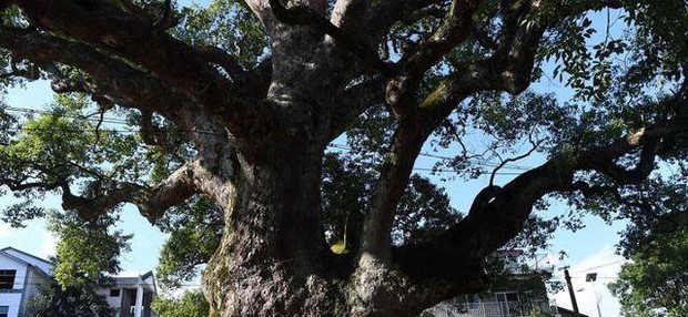 "Cây ôm Phật" nghìn năm tuổi kỳ bí ở Trung Quốc: Nhìn vào hốc nhỏ trên thân mới thấy hình ảnh khiến ai cũng phải cúi đầu Photo-5-16545228328721419273974