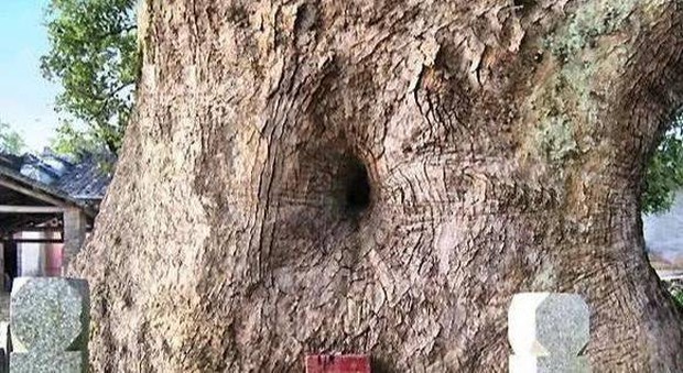 "Cây ôm Phật" nghìn năm tuổi kỳ bí ở Trung Quốc: Nhìn vào hốc nhỏ trên thân mới thấy hình ảnh khiến ai cũng phải cúi đầu Photo-7-1654522830326783410558