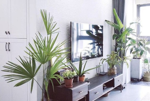 The young girl boldly renovates herself, turning the apartment into a fresh garden - Photo 20. The young girl boldly renovates herself, turning the apartment into a fresh garden - Photo 20.