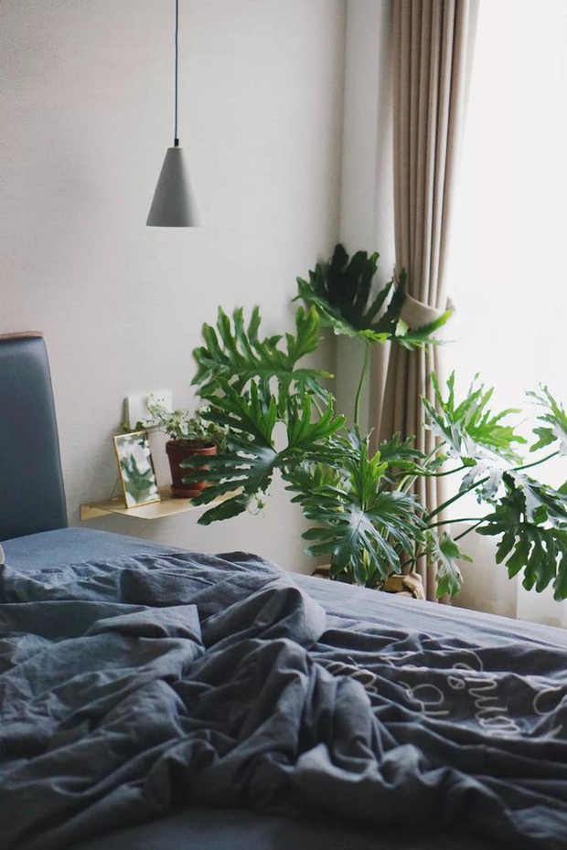 The young girl boldly renovates herself, turning the apartment into a fresh garden - Photo 28. The young girl boldly renovates herself, turning the apartment into a fresh garden - Photo 28.