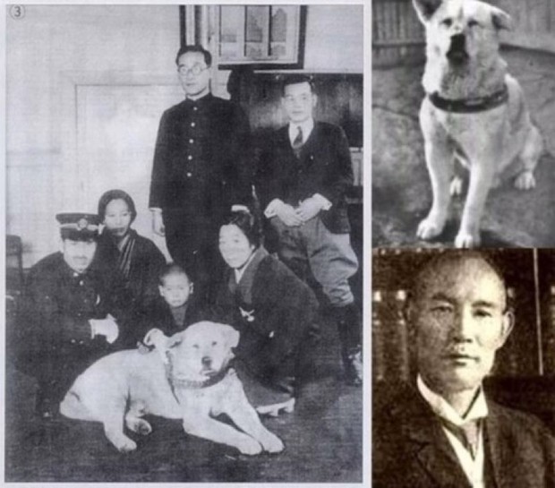 Những chuyện ít người biết về Hachiko - chú chó đứng ở sân ga 10 năm đợi chủ đã trở thành biểu tượng của lòng trung thành - Ảnh 3.