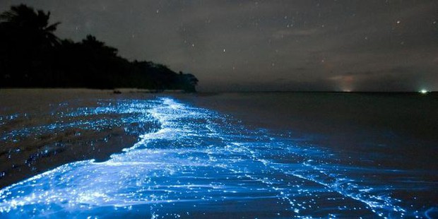 Cả dải đại dương bất ngờ bừng sáng rực rỡ trong đêm, một hiện tượng kỳ bí cuối cùng cũng lộ diện qua ảnh chụp thực tế - Ảnh 6.