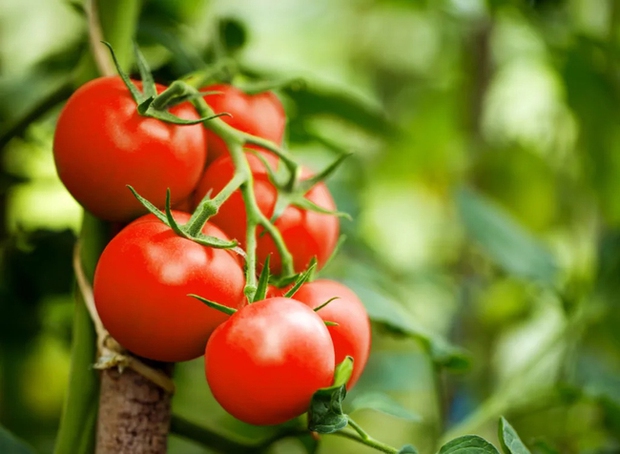 4 lợi ích khi ăn cà chua vào mùa hè, lợi ích số 4 khiến chị em càng sốt xình xịch - Ảnh 2.