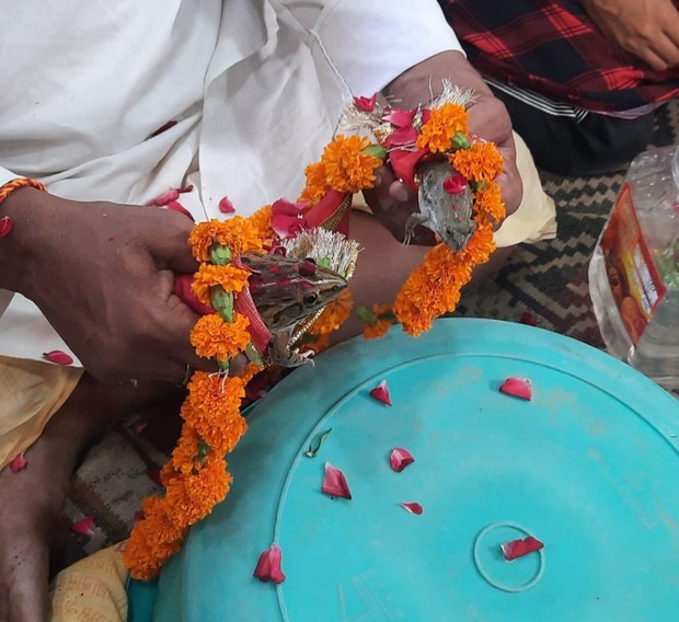 Hạn hán kéo dài, ngôi làng Ấn Độ tổ chức đám cưới cho ếch để cầu mưa - Ảnh 2.