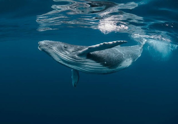 Kình lạc - bài ca bất tận của đại dương: Không hề biết cái chết của cá voi lại ý nghĩa đến thế! - Ảnh 4.