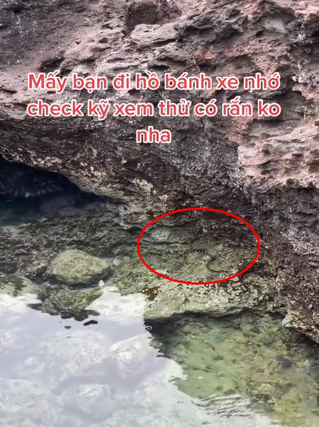 Clip rắn xuất hiện tại hồ Bánh Xe trên đảo Phú Quý khiến nhiều người lo lắng: Lưu ý ngay điều này khi đi biển - Ảnh 1.