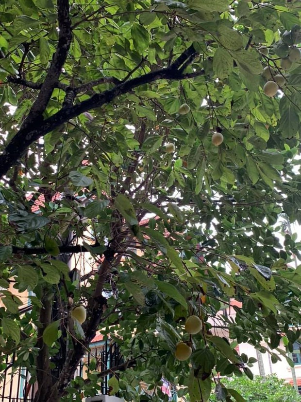 Cuộc sống trong ngôi nhà tràn ngập cây trái của hoa hậu, doanh nhân Nguyễn Thị Huyền - Ảnh 17.