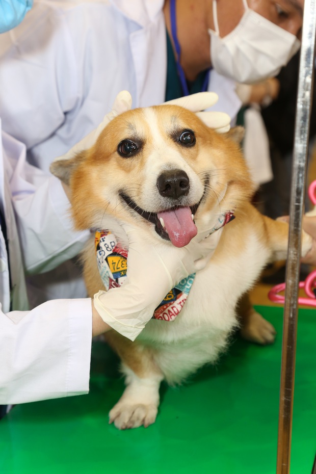 Lần đầu đi xem cuộc đua chó Corgi: “Tuyển thủ” tên Mèo vượt đối thủ giành chức vô địch, vài chú cún phải bỏ cuộc giữa chừng - Ảnh 2.