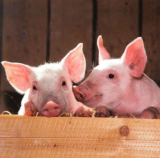Trong miệng con lợn có 1 bộ phận cực quý giá, vừa bổ huyết, vừa dưỡng da, tuy nhiên có 3 nhóm người không nên ăn - Ảnh 1.