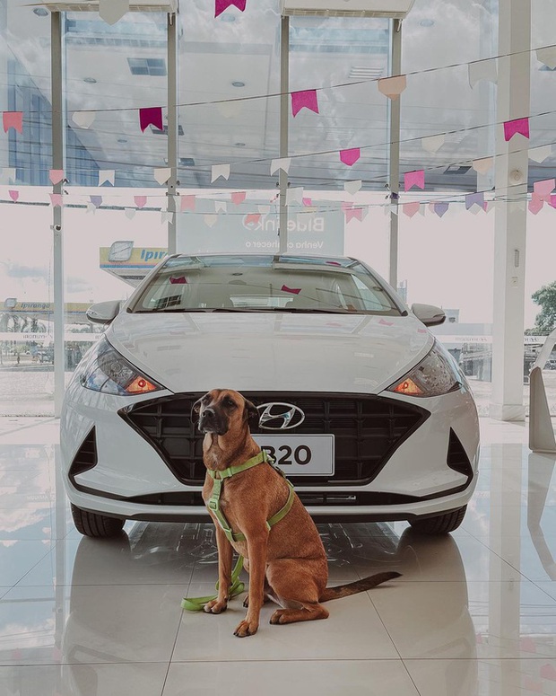 Hyundai tuyển chó làm nhân viên, đặt tên là Tucson và hút khách chưa từng thấy - Ảnh 1