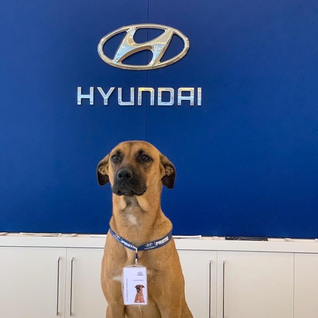 Hyundai tuyển chó làm nhân viên, đặt tên là Tucson và hút khách chưa từng thấy - Ảnh 2