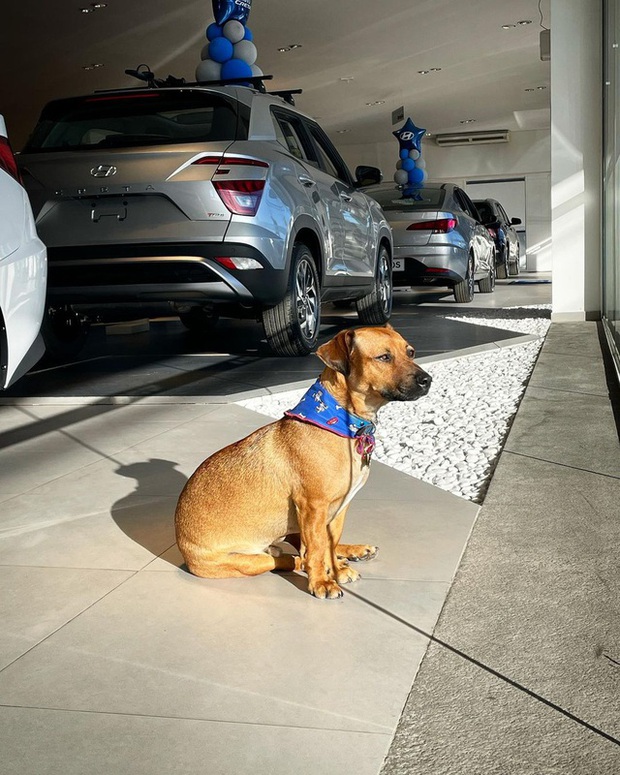 Hyundai tuyển chó làm nhân viên, đặt tên là Tucson và hút khách chưa từng thấy - Ảnh 11